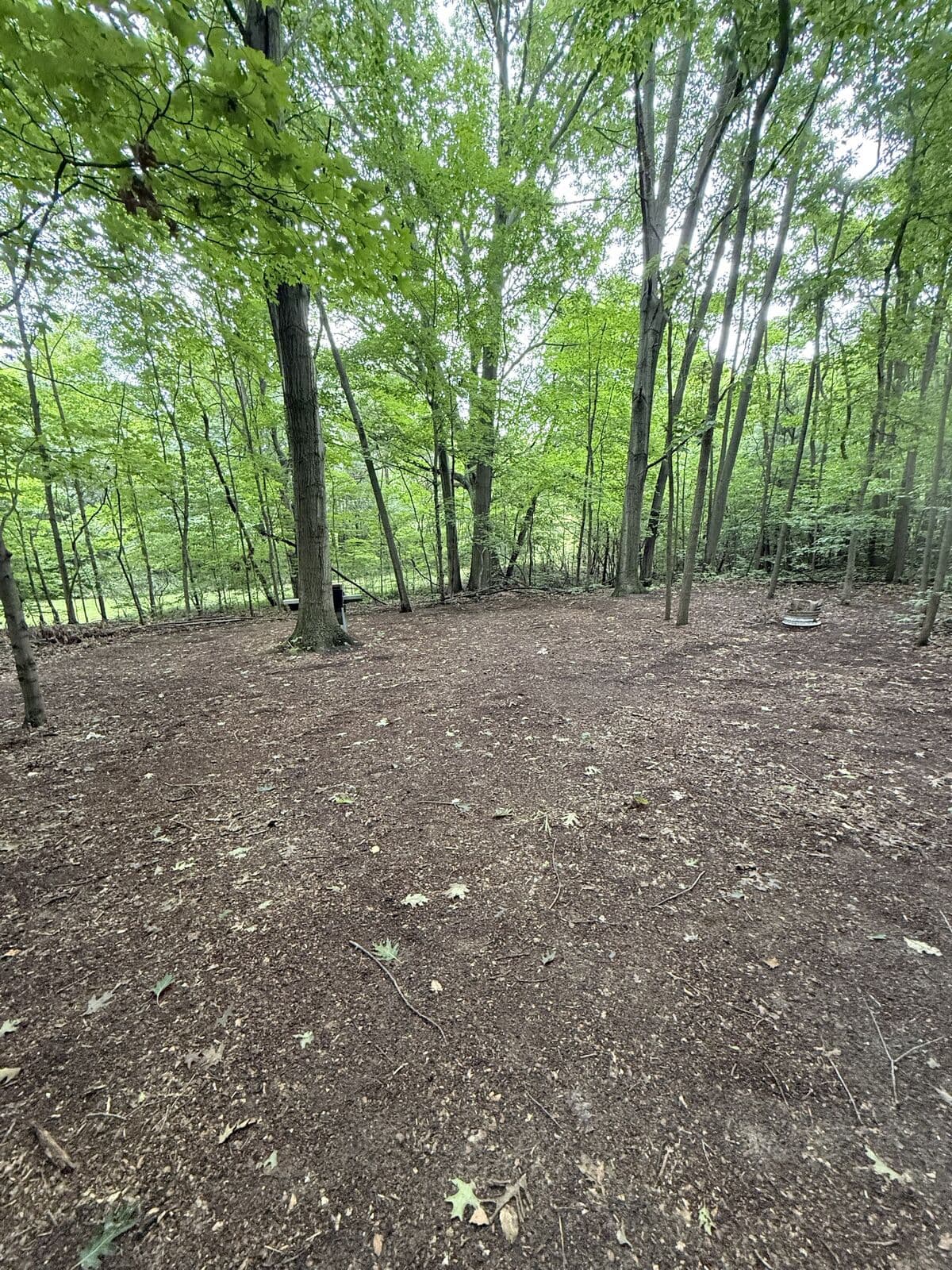 Campsite 2: a clearing with a fire ring and a picnic table, the meadow beyond