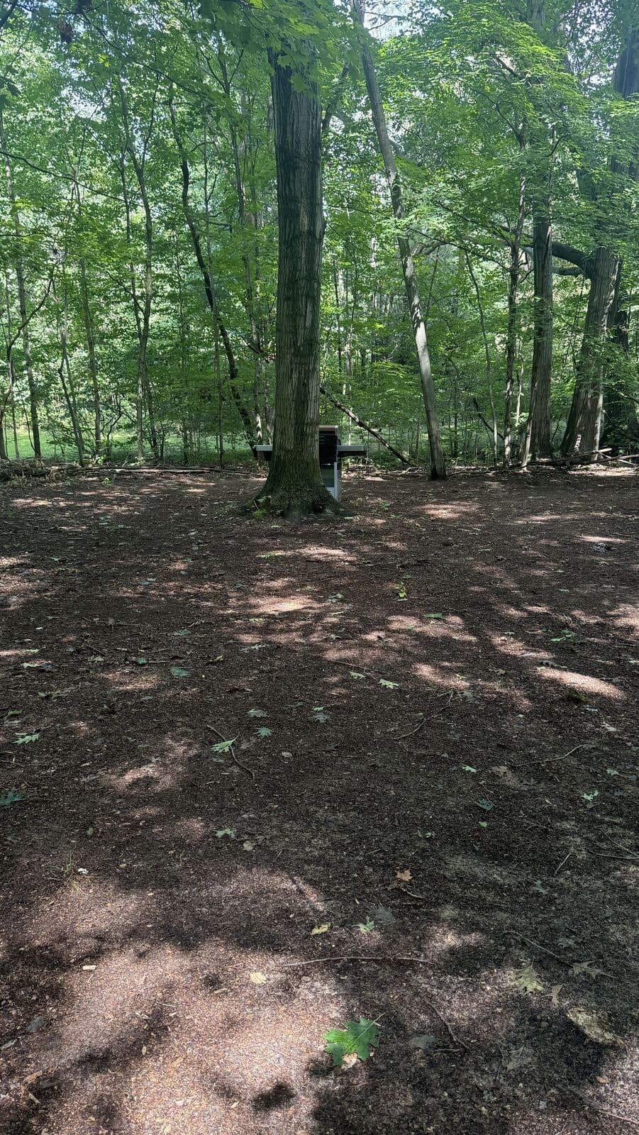 Campsite 3: a grill beside a large tree in a shaded clearing